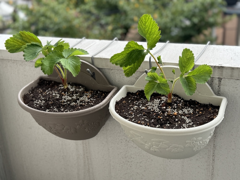 プランターで手軽に野菜を作るには?育てやすい野菜の選び方・基本やコツを解説