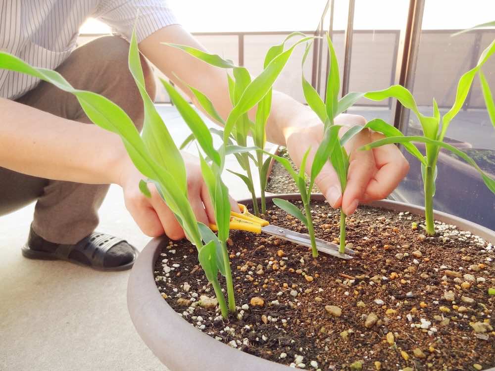 ガーデニングの土選びとは?土の作り方とその方法を徹底解説