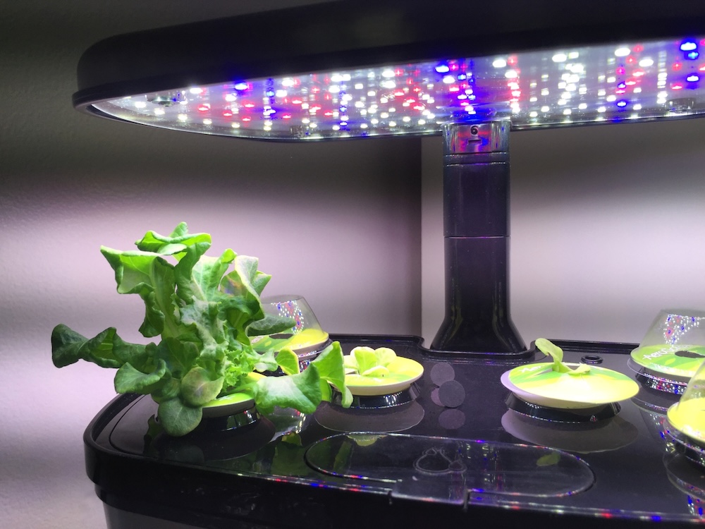 水耕栽培の費用を抑える方法とは?初期投資を抑えるポイントや管理方法を解説