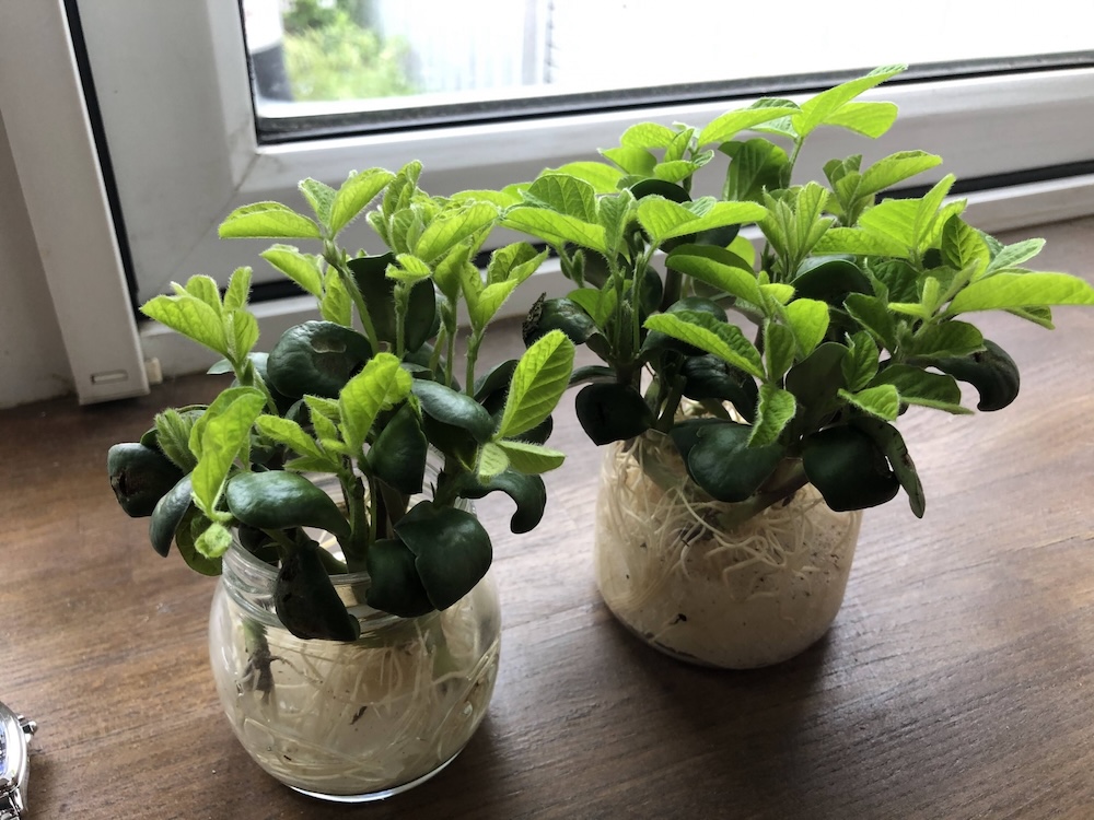 水耕栽培における失敗とは?よくある失敗例や原因を紹介