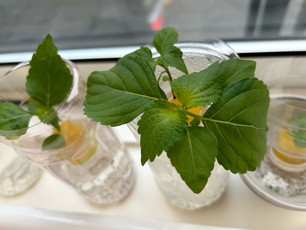 ペットボトルを用いた水耕栽培とは？育てられる植物や方法・メリット・デメリットを解説