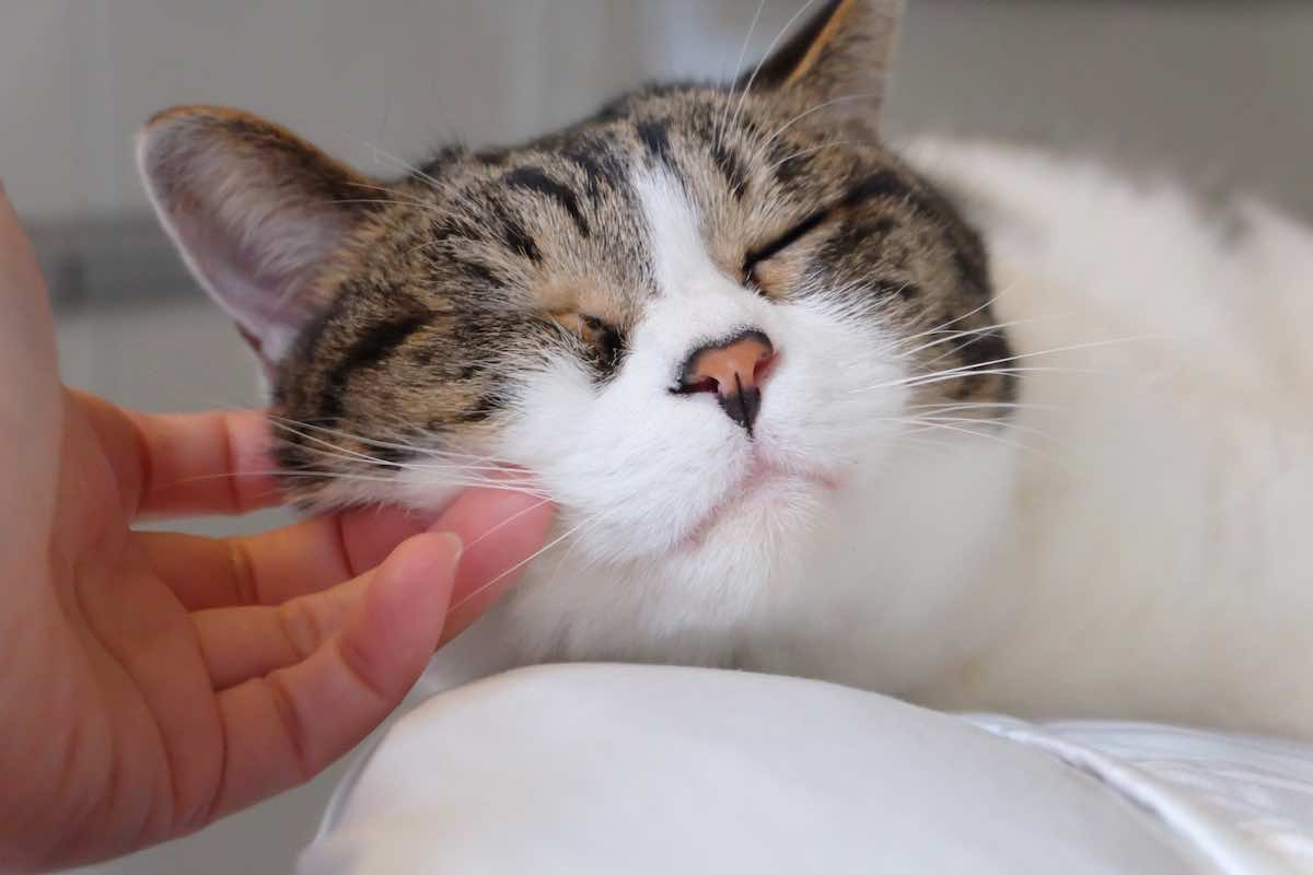 アニマルコミュニケーション資格3選｜動物と気持ちを通わせよう