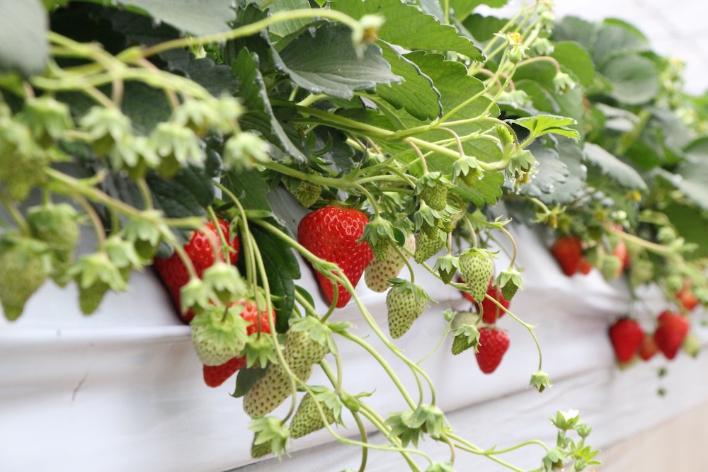 ベランダ菜園で育てられる果物とは?初心者におすすめの育てやすい果物と管理のコツを解説