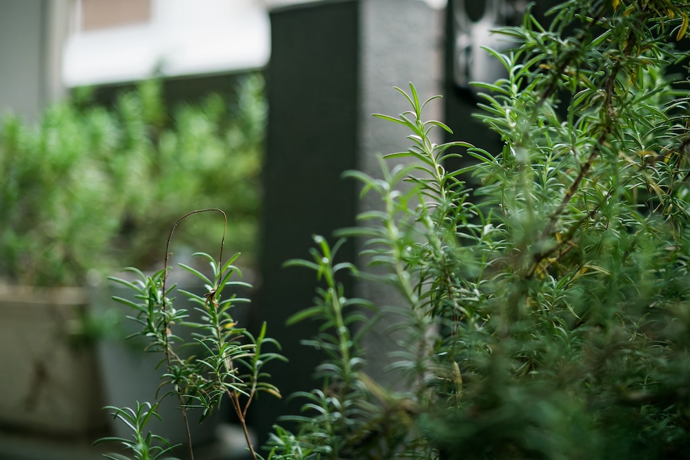 ベランダでハーブを育てる方法とは?寄せ植えの基本や虫対策を解説