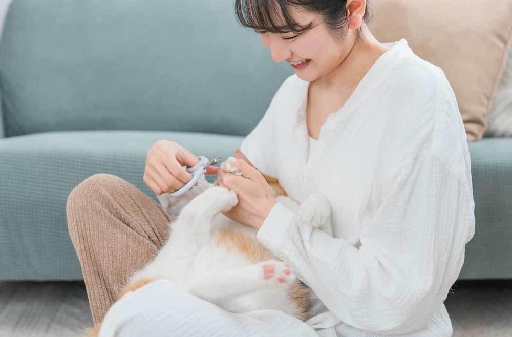 猫の爪を切る方法とは?頻度・必要な道具・嫌がる時の対策を解説!