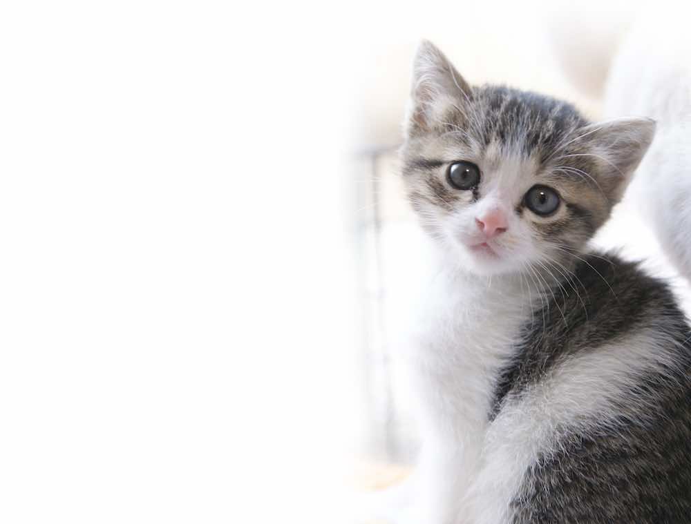 猫の飼い方とは?初心者におすすめの種類や必要な準備を解説!