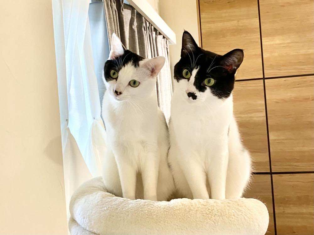 猫の飼い方とは？初心者におすすめの種類や必要な準備を解説！