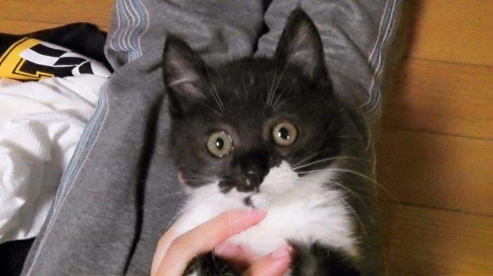 猫の育て方！生まれたてから成猫まで・室内飼いの準備のポイントは？