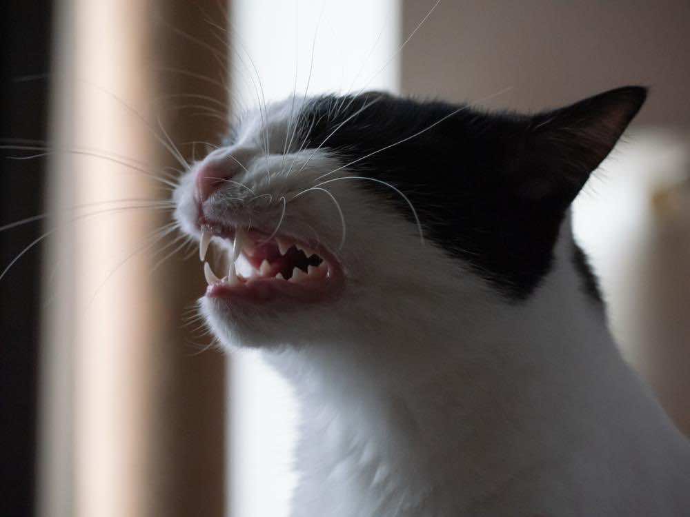 猫のくしゃみや鼻水が止まらない原因・対処法を解説