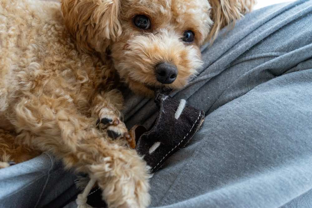 犬が甘噛みするのはなぜ？する人としない人の違いや直し方を解説！