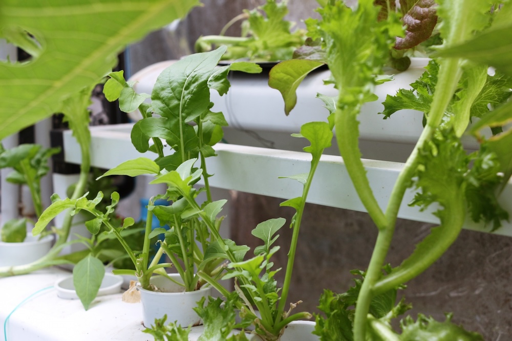 水耕栽培での植え替えを成功させるコツ!必要な道具と準備・方法を解説