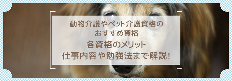 ペット介護士になるために必要な資格とは?活かせる職場やおすすめの資格を紹介