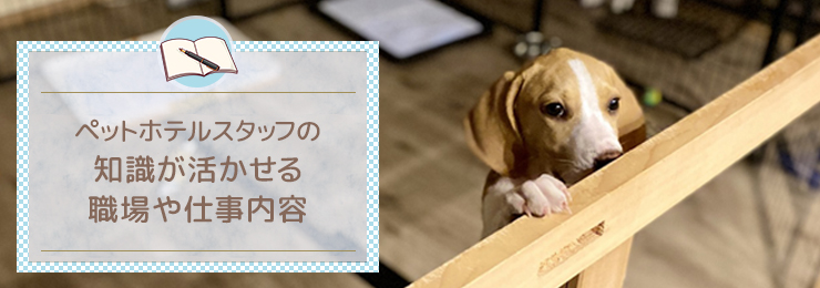 ペットホテルスタッフの知識が活かせる職場や仕事内容