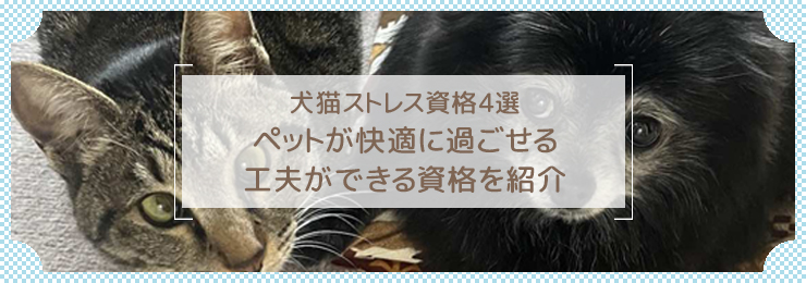 犬猫ストレス資格4選|ペットが快適に過ごせる工夫ができる資格を紹介