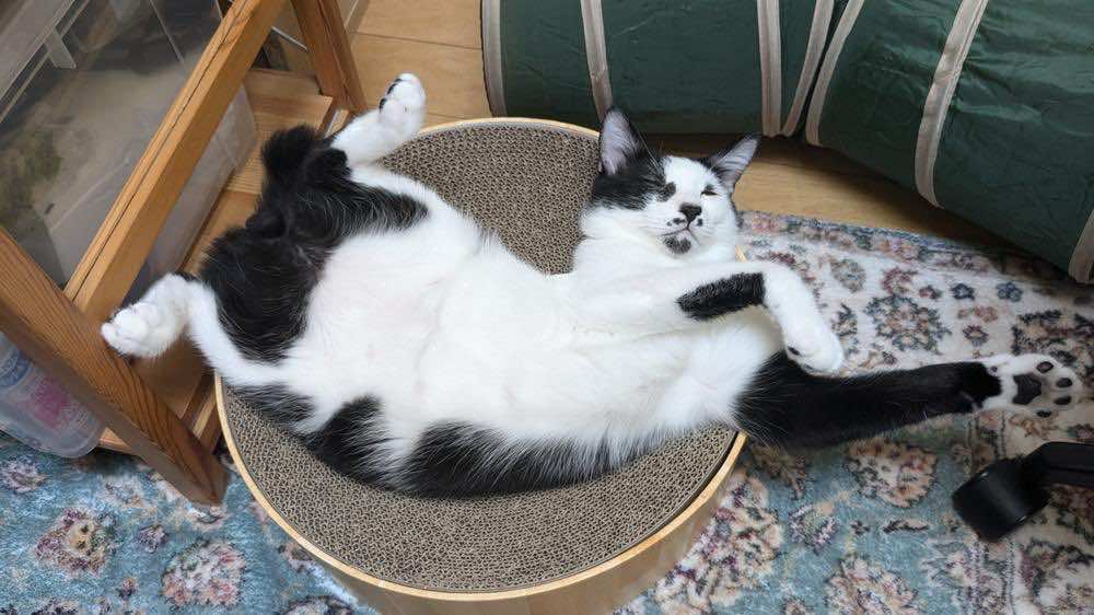 猫の過剰グルーミングが治らない原因とは？症状や対策、治療法について