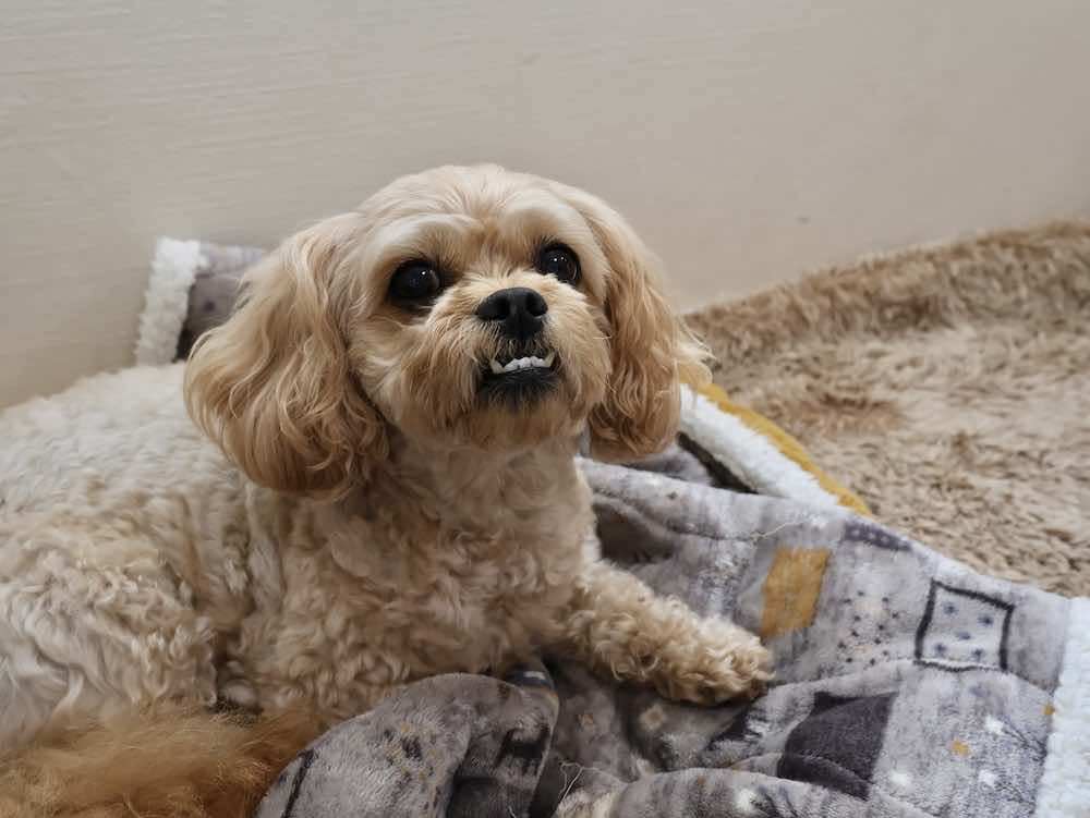 犬の分離不安の症状とは?原因やトレーニング法・治し方をくわしく解説