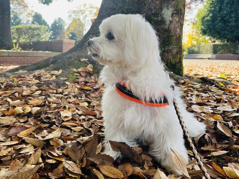 犬が目をそらす理由とは？アイコンタクトでわかる心理と接し方