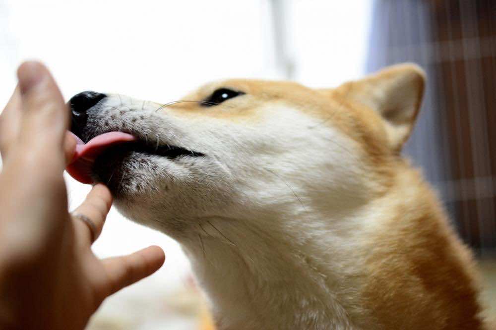 犬が手や顔、床を舐める理由とは？注意点や辞めさせる方法