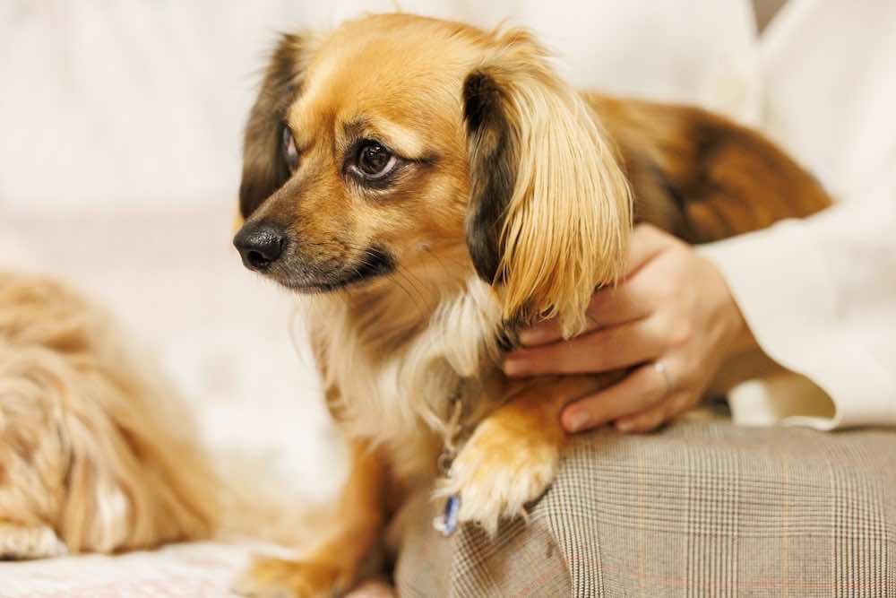 犬がブルブル震える理由とは？要注意なケース・病気へ行く基準とは