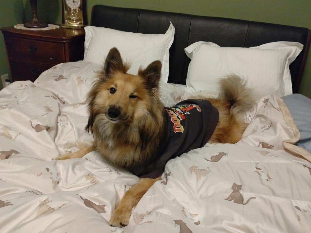 しぐさでわかる犬の気持ちや心理！それぞれの意味を理解しよう