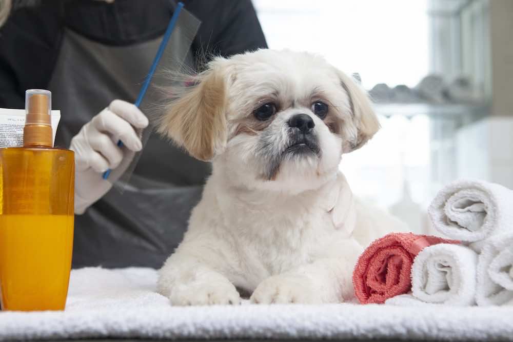 トリミングが必要な犬種って?トリミングの目的や特徴について解説