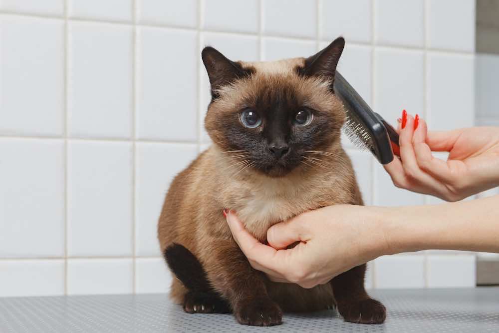 猫のトリミングのやり方とは?必要性や頻度・注意点を解説