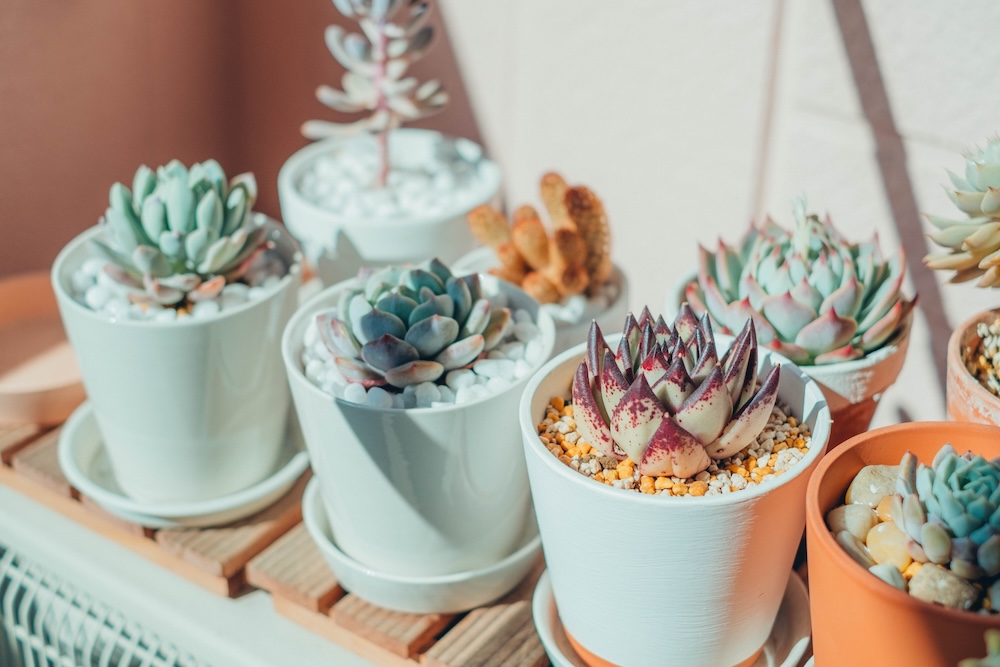 ベランダ菜園とは?始め方や初心者向けのコツ・注意点を解説