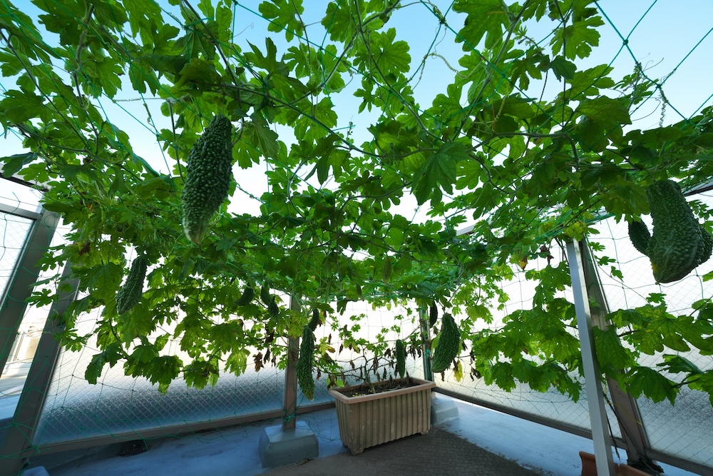 ゴーヤのベランダ栽培は可能？植え付け時期や栽培方法・管理ポイントを解説
