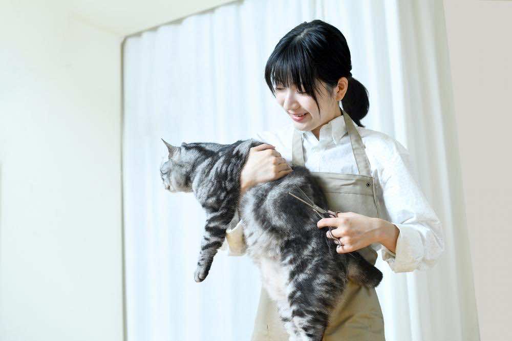 猫に関わる仕事の種類！資格なしでもできる？キャリアの流れを解説