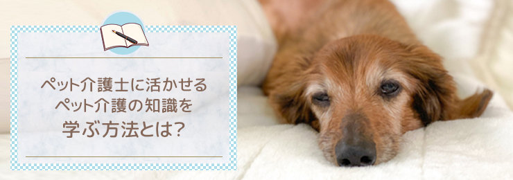 ペット介護士に活かせるペット介護の知識を学ぶ方法とは?